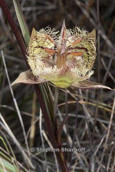 calochortus tiburonensis 2 graphic